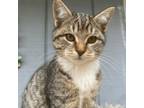 Adopt Cora a Domestic Short Hair