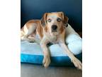 Adopt Ruby a Beagle