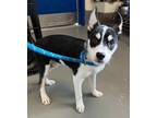 Adopt Deedee a Pomsky