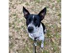 Adopt Aspen a Australian Cattle Dog / Blue Heeler