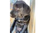 Adopt Gala a Black Labrador Retriever, Mixed Breed