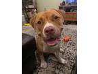 Adopt Charlene a Pit Bull Terrier