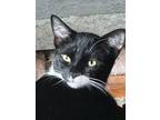 Adopt Naomi a Domestic Short Hair