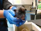 Adopt A532547 a Pit Bull Terrier, Labrador Retriever