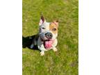 Adopt Buckey a Pit Bull Terrier, Mixed Breed