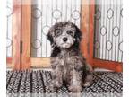 Maltipoo PUPPY FOR SALE ADN-763910 - Pippa