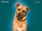 Adopt EMINEM a Mixed Breed