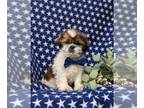 Shih Tzu PUPPY FOR SALE ADN-764214 - Adorable Shih Tzu Puppy