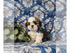 Shih Tzu PUPPY FOR SALE ADN-764290 - Adorable Shih Tzu Puppy