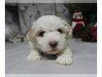 Poodle (Toy) PUPPY FOR SALE ADN-764122 - AKC Toy Poodle Females