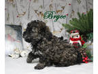 Poodle (Toy) PUPPY FOR SALE ADN-764125 - APRI Male Bryce
