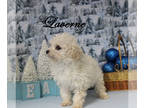Poodle (Toy) PUPPY FOR SALE ADN-764126 - AKC Female toy poodle