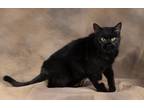 Adopt Toothless a Domestic Short Hair