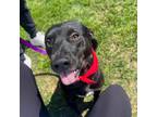 Adopt Mark a Labrador Retriever