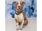 Adopt Harry a Pit Bull Terrier