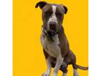 Adopt Harry a Pit Bull Terrier