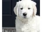 English Cream Golden Retriever PUPPY FOR SALE ADN-763908 - AKC English Cream