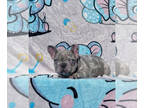 French Bulldog PUPPY FOR SALE ADN-764023 - Lilac Merle female