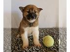 Shiba Inu PUPPY FOR SALE ADN-764225 - Shiba Inu Puppies