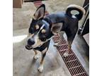 Adopt Django a Husky, Shiba Inu