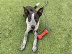 Adopt MANNY a Australian Cattle Dog / Blue Heeler