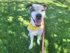 Adopt CAIN a Pit Bull Terrier, Mixed Breed