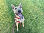 Adopt BANDOLIER a Bull Terrier, Mixed Breed
