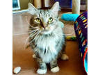 Adopt Herm a Tabby