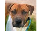 Adopt ROLLIE* a Pit Bull Terrier