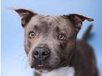 Adopt LORD FARQUAD* a Pit Bull Terrier