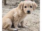 Goldendoodle PUPPY FOR SALE ADN-764183 - Turkey