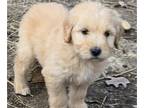 Goldendoodle PUPPY FOR SALE ADN-764185 - Shoelace