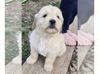 Goldendoodle PUPPY FOR SALE ADN-764190 - Buddy