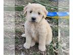 Goldendoodle PUPPY FOR SALE ADN-764191 - Butters