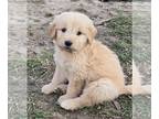 Goldendoodle PUPPY FOR SALE ADN-764194 - Bocephus