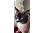 Adopt Eira a Siamese