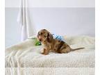 Dachshund PUPPY FOR SALE ADN-764131 - Dachshund Puppies Available Now