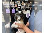 Dachshund PUPPY FOR SALE ADN-764204 - Long haired dachshund dapple piebald