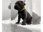 Cane Corso PUPPY FOR SALE ADN-764293 - Puppies