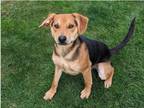 Adopt SOURDOUGH SAM a Beagle