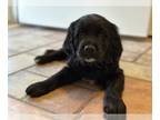 Spangold Retriever PUPPY FOR SALE ADN-764207 - 8 Week Old Spangold Retriever