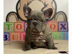French Bulldog PUPPY FOR SALE ADN-764208 - Patron