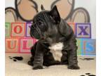 French Bulldog PUPPY FOR SALE ADN-764254 - Titan