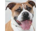 Adopt Bruce a Boxer