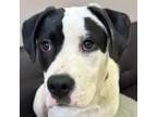 Adopt Moose a Pit Bull Terrier, Mixed Breed