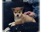 Shiba Inu PUPPY FOR SALE ADN-764303 - Shiba Inu puppies