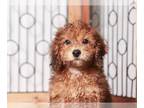 Maltipoo PUPPY FOR SALE ADN-763911 - Peter