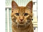 Adopt Troy a Domestic Short Hair