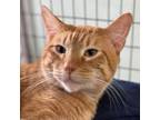 Adopt Atticus a Domestic Short Hair