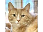 Adopt Flash a Domestic Short Hair